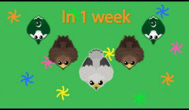 mope.io: My LUCKIEST WEEK of SUPER RARE animals and killing a PAKISTAN VULTURE